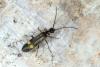 Malthodes sp.